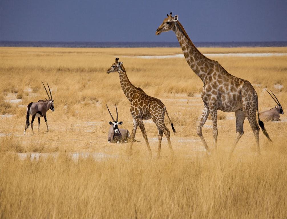 Mokuti Etosha Villa Намутони Екстериор снимка
