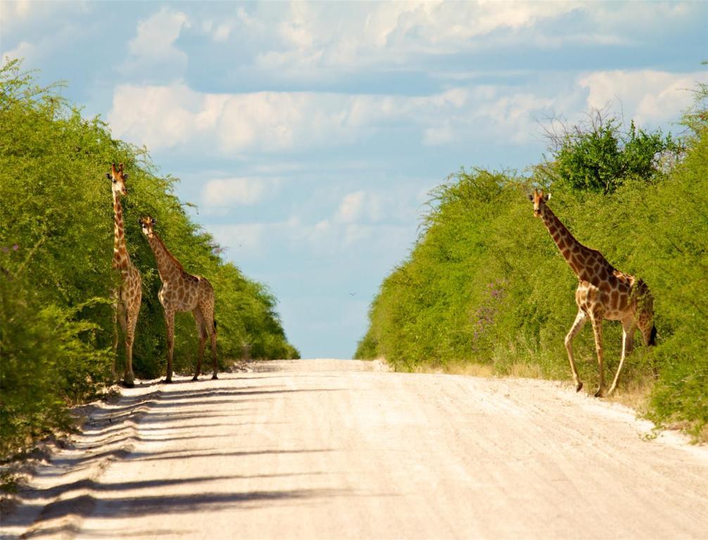 Mokuti Etosha Villa Намутони Екстериор снимка